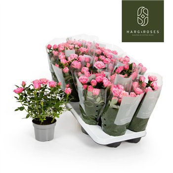Vrtnica flirt kordana Kordana Flirt (Roze)6 fl 27cm 10.5cm Q4892