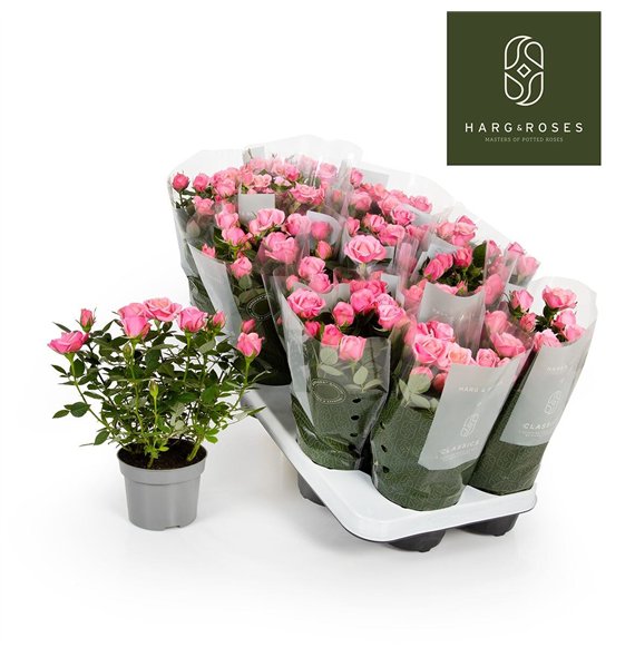 Vrtnica flirt kordana Kordana Flirt (Roze)6 fl 27cm 10.5cm Q4892