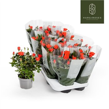 Vrtnica calibra kordana Kordana Calibra (Oranje)6 fl 27cm 10.5cm Q4893
