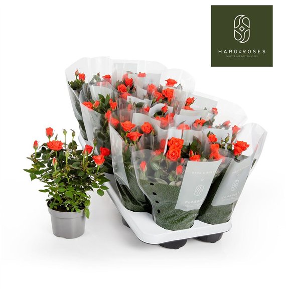 Vrtnica calibra kordana Kordana Calibra (Oranje)6 fl 27cm 10.5cm Q4893