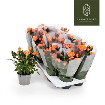 Vrtnica aloha kordana Kordana Aloha (Zalm)6 fl 27cm 10.5cm Q4894