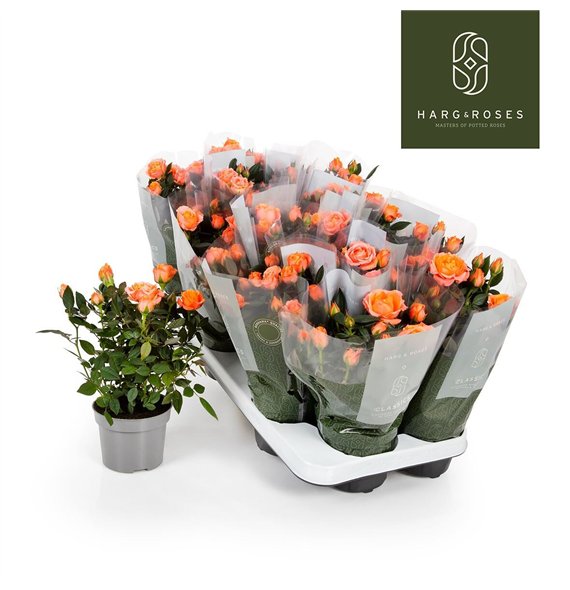 Vrtnica aloha kordana Kordana Aloha (Zalm)6 fl 27cm 10.5cm Q4894