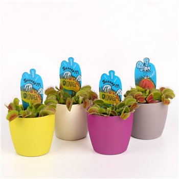 Dionaea muscipula in sierpot 10cm 8.5cm Q4963