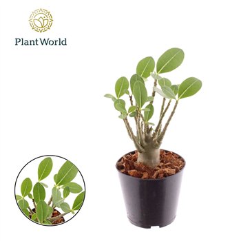 Adenium obesum 1 pp 25cm 12cm Q58