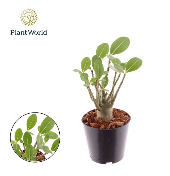 Adenium obesum 1 pp 25cm 12cm Q58