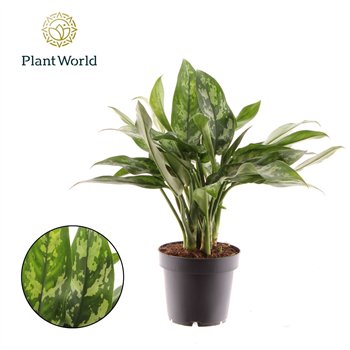 Aglaonema maria Maria 2 pp 30cm 12cm Q114