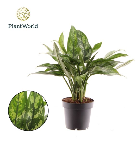 Aglaonema maria Maria 2 pp 30cm 12cm Q114