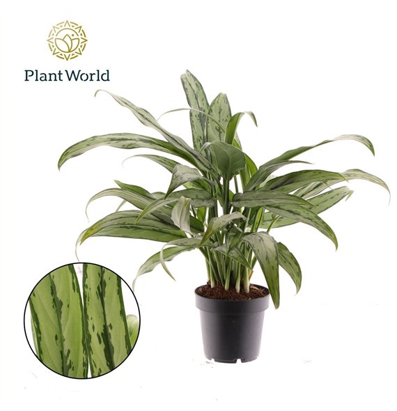 Aglaonema cutlass Cutlass 2 pp 40cm 12cm Q139