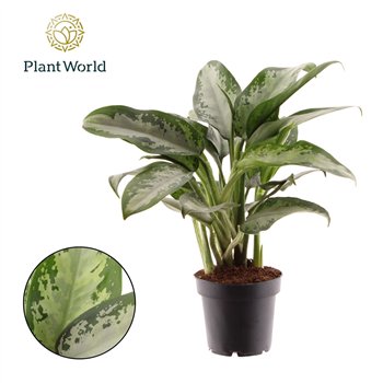 Aglaonema jubilee Jubilee Petite 2 pp 45cm 12cm Q154