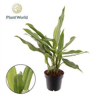 Aglaonema white lance White Lance 2 pp 35cm 12cm Q172