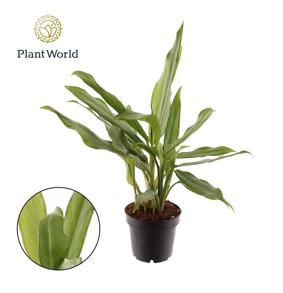 Aglaonema white lance White Lance 2 pp 35cm 12cm Q172