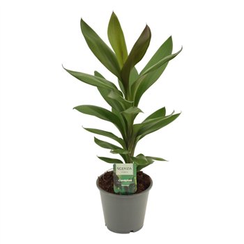 Cordyline glauca Glauca 12 cm 1 pp 40cm 12cm Q1179