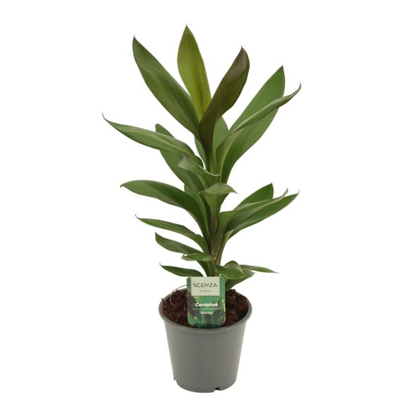 Cordyline glauca Glauca 12 cm 1 pp 40cm 12cm Q1179