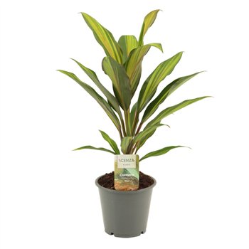 Cordyline fruticosa kiwi Kiwi 12 cm 1 pp 40cm 12cm Q1182