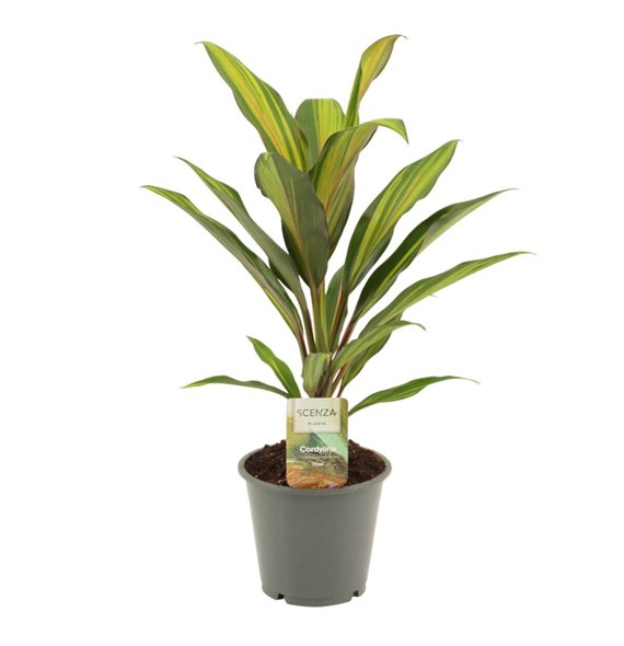 Cordyline fruticosa kiwi Kiwi 12 cm 1 pp 40cm 12cm Q1182