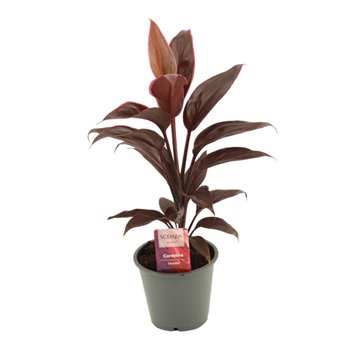 Cordyline fruticosa mambo Mambo 12 cm 1 pp 40cm 12cm Q1183