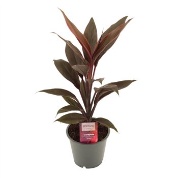 Cordyline fruticosa tango Tango 12 cm 1 pp 40cm 12cm Q1185