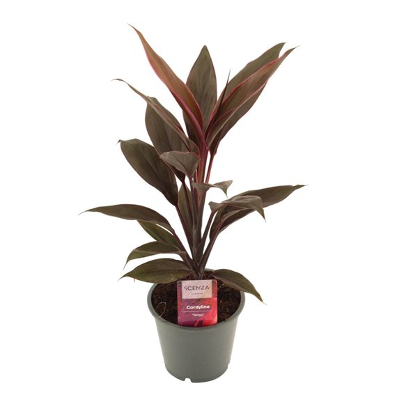 Cordyline fruticosa tango Tango 12 cm 1 pp 40cm 12cm Q1185