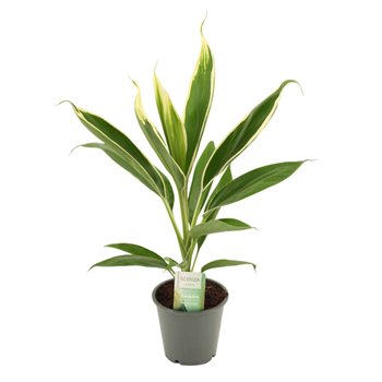 Cordyline fruticosa conga New Conga 12 cm 1 pp 45cm 12cm Q1193