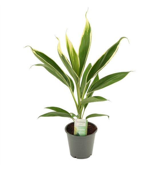 Cordyline fruticosa conga New Conga 12 cm 1 pp 45cm 12cm Q1193