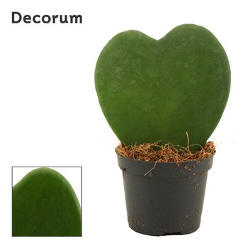 Hoya kerrii Kerrii Single 6 cm (Decorum) 1 pp 11cm 6cm Q2162