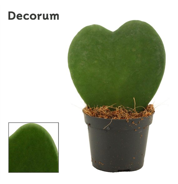 Hoya kerrii Kerrii Single 6 cm (Decorum) 1 pp 11cm 6cm Q2162
