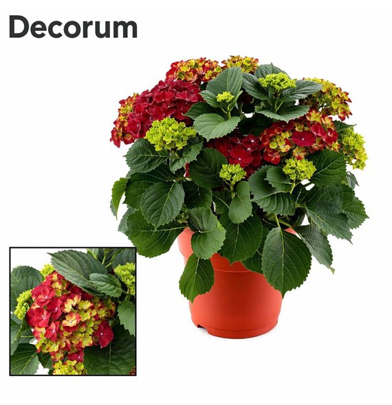 Hortenzija hi fire bulb Red 10 - 15 heads in colored sierpot (Decorum) fl 45cm 23cm Q2242