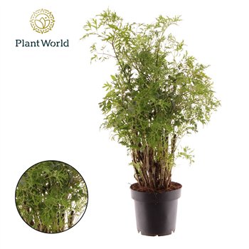 Polycias fruticosa Polyscias Hawaiiana Ming 1 pp 45cm 12cm Q3698