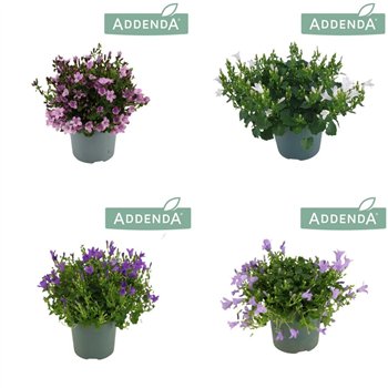 Campanula addenda mixkar Addenda Mix 3-4 colours Mixtray 1 pp 975 fl 17cm 10.5cm Q1003