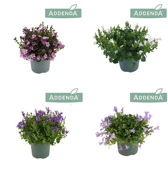 Campanula addenda mixkar Addenda Mix 3-4 colours Mixtray 1 pp 975 fl 17cm 10.5cm Q1003