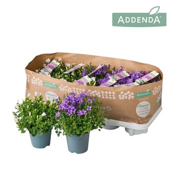 Campanula addenda mixkar Addenda Mix 2 - Paars  Wit 1 pp 975 fl 17cm 10.5cm Q1005