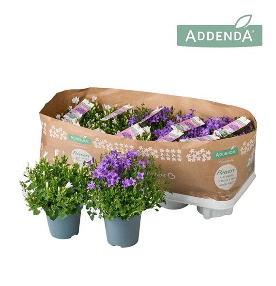 Campanula addenda mixkar Addenda Mix 2 - Paars  Wit 1 pp 975 fl 17cm 10.5cm Q1005