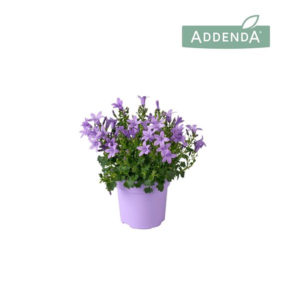 Campanula port  ambella lavender Ambella Lavender Ton sur P10 5 1 pp 750 fl 17cm 10.5cm Q1008
