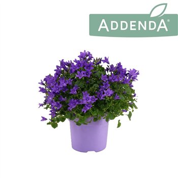 Campanula port  ambella intens purple Ambella Intense Purple Ton sur 1 pp 975 fl 17cm 10.5cm Q1009