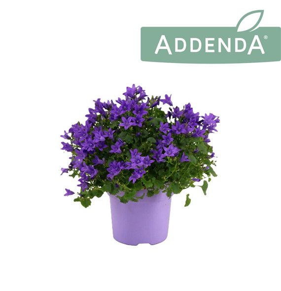 Campanula port  ambella intens purple Ambella Intense Purple Ton sur 1 pp 975 fl 17cm 10.5cm Q1009