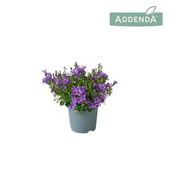 Campanula port  ambella intens purple Ambella Intense Purple 10 5 cm 975 fl 1 pp 17cm 10.5cm Q1010