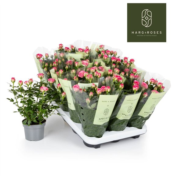 Vrtnica kordana carousel Kordana Carousel (Wit Licht Roze)6 fl 27cm 10.5cm Q1062