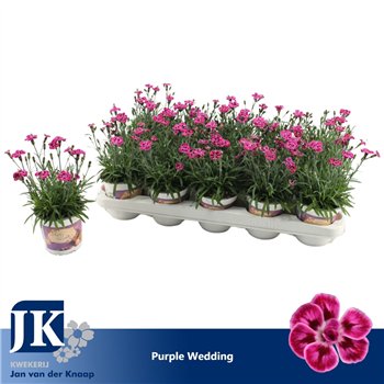 Dianthus diantica purple wedding Purple Wedding1 pp 24cm 10.5cm Q1298