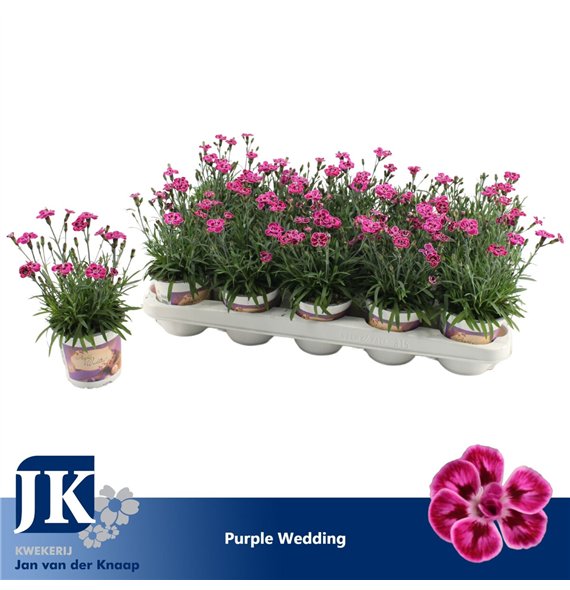 Dianthus diantica purple wedding Purple Wedding1 pp 24cm 10.5cm Q1298