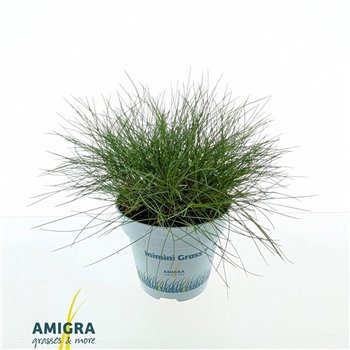 Festuca gautieri amigreen AmiGreen® 20cm 10.5cm Q1686