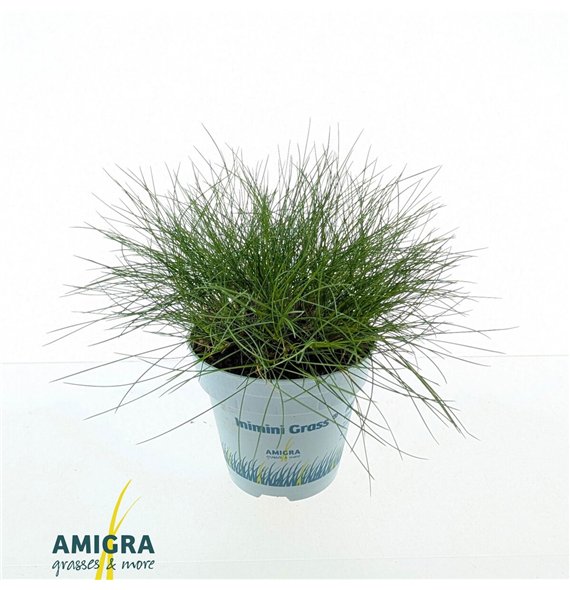 Festuca gautieri amigreen AmiGreen® 20cm 10.5cm Q1686