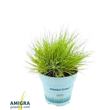 Festuca glauca amigold AmiGold® 25cm 10.5cm Q1687