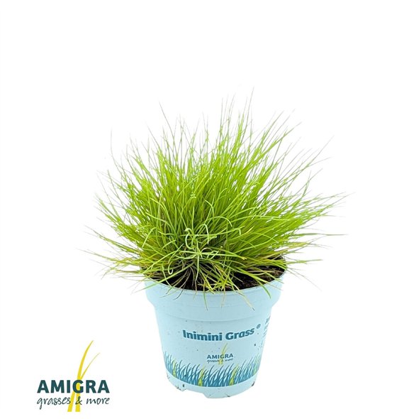 Festuca glauca amigold AmiGold® 25cm 10.5cm Q1687