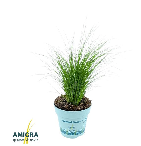 Stipa tenuissima ponytails tenuifolia Ponytails 30cm 10.5cm Q1919