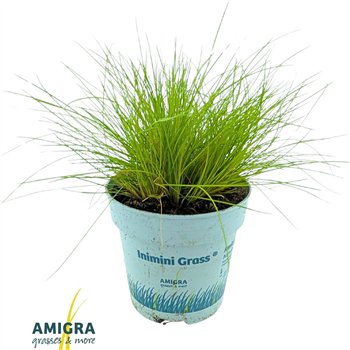 Deschampia flexuosa amilime Deschampsia AmiLime® 25cm 10.5cm Q1934