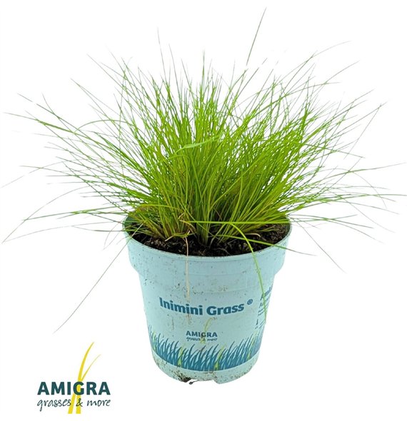 Deschampia flexuosa amilime Deschampsia AmiLime® 25cm 10.5cm Q1934