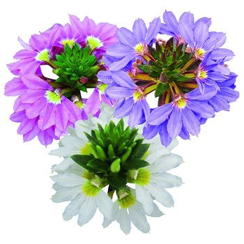 Scaevola mixkar Mix 1 pp 15cm 10.5cm Q1996