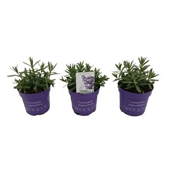 Lavandula angustifolia cleo-patio ang  Lavici Blue 10 5 cm 15cm 10.5cm Q2448