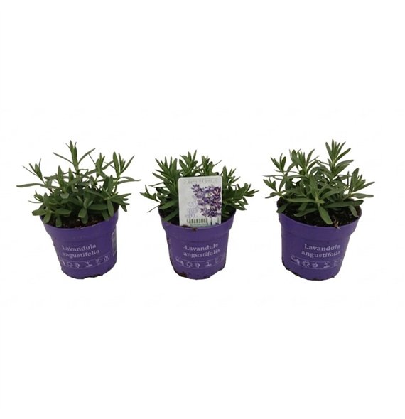 Lavandula angustifolia cleo-patio ang  Lavici Blue 10 5 cm 15cm 10.5cm Q2448