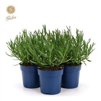 Lavandula angustifolia felice ang  Felice® Collection P10 5 25cm 10.5cm Q2451